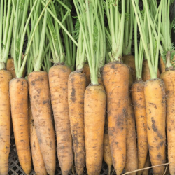 Marchew  Yellowstone 100 tyś. nasion precyzja st